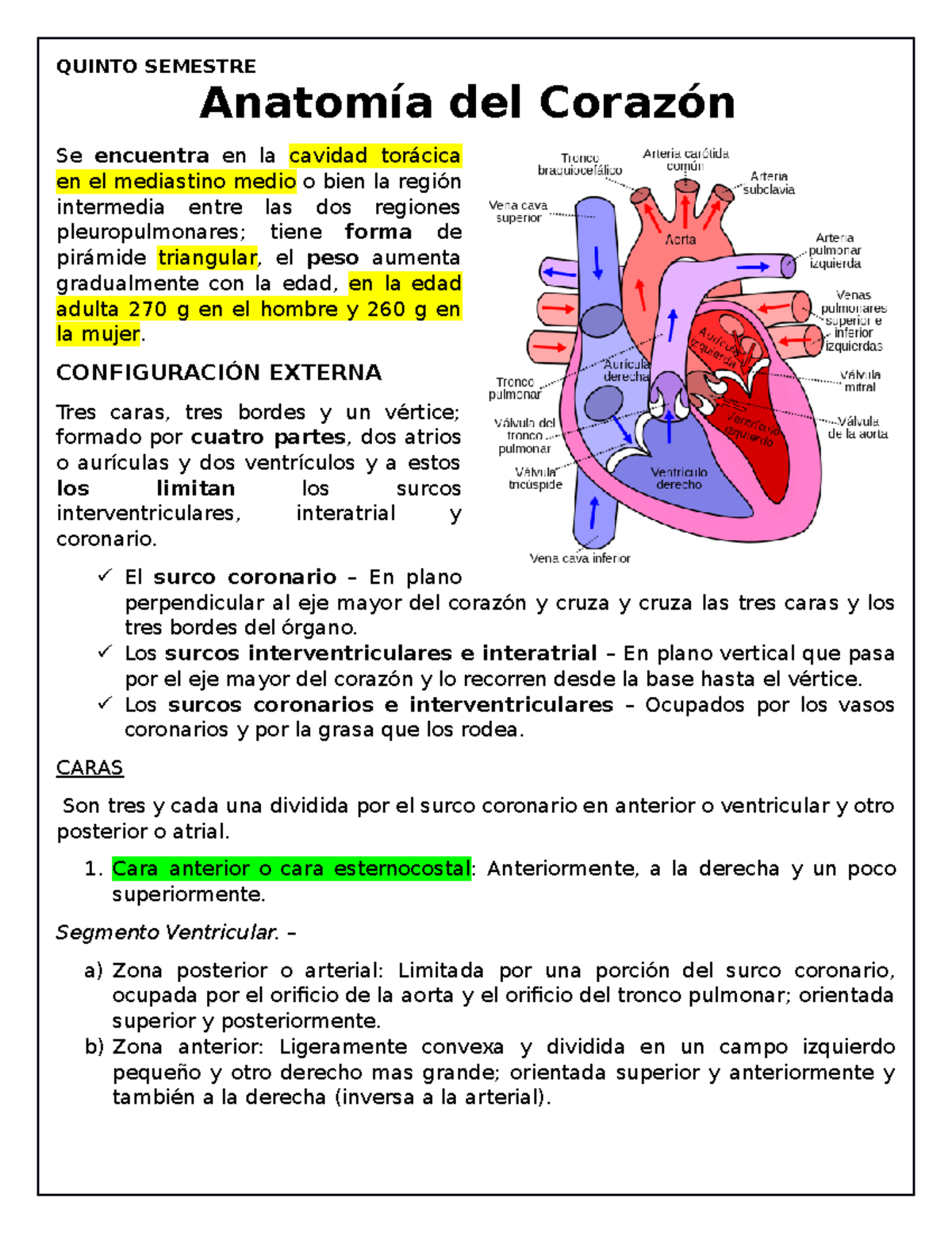 surco coronario