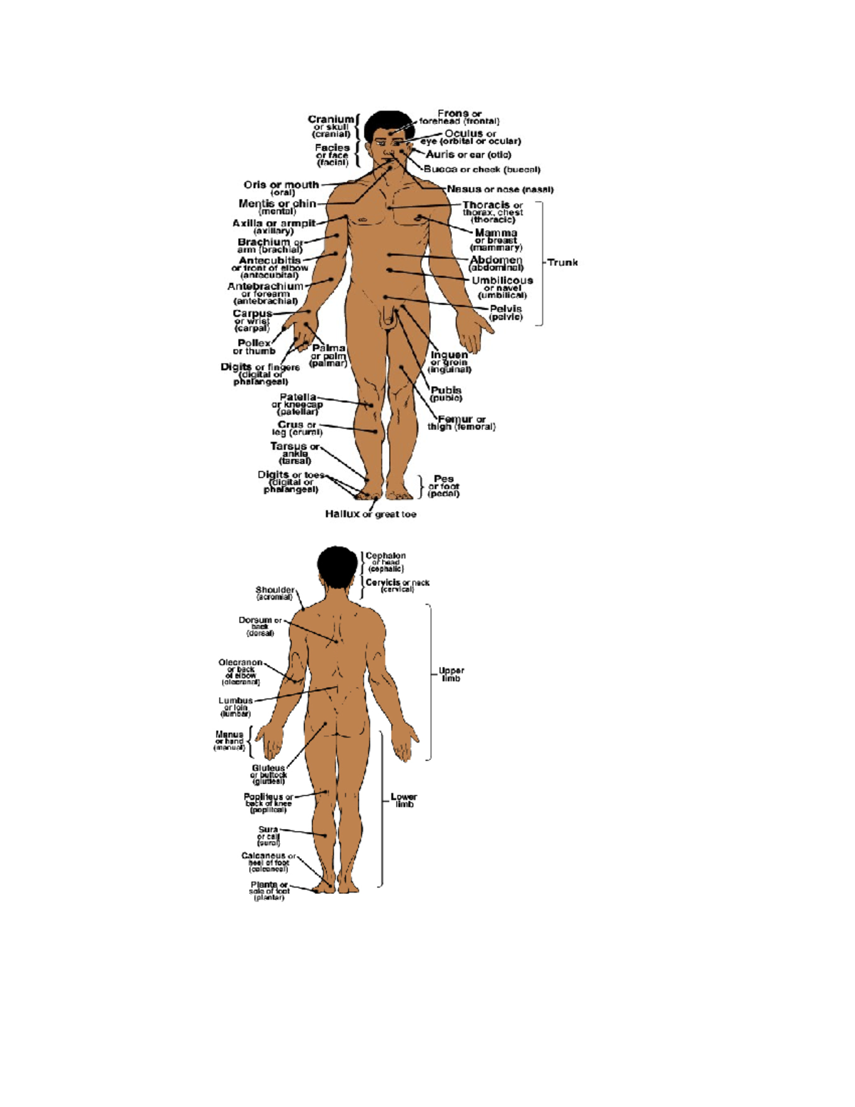 Examples BSC - human anatomy and physiology - BSC2085 - Studocu