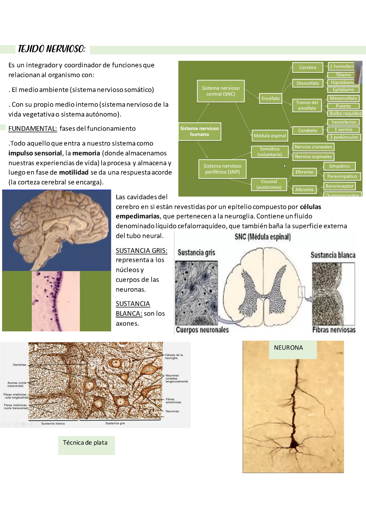 Sistema Nervioso Apuntes 1 Laboratorio Histologia Tejido Nervioso