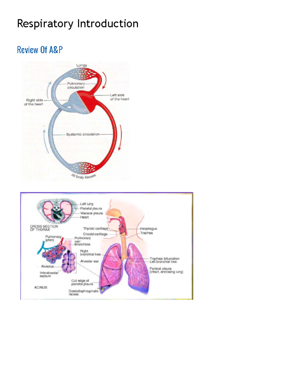 Week 5- Respiratory - Respiratory Introduction Review Of A&P Key Points ...