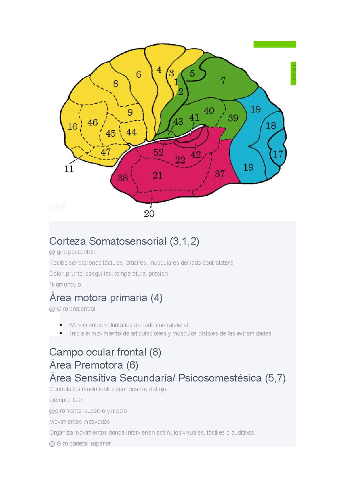 Corteza Somatosensorial - Studocu