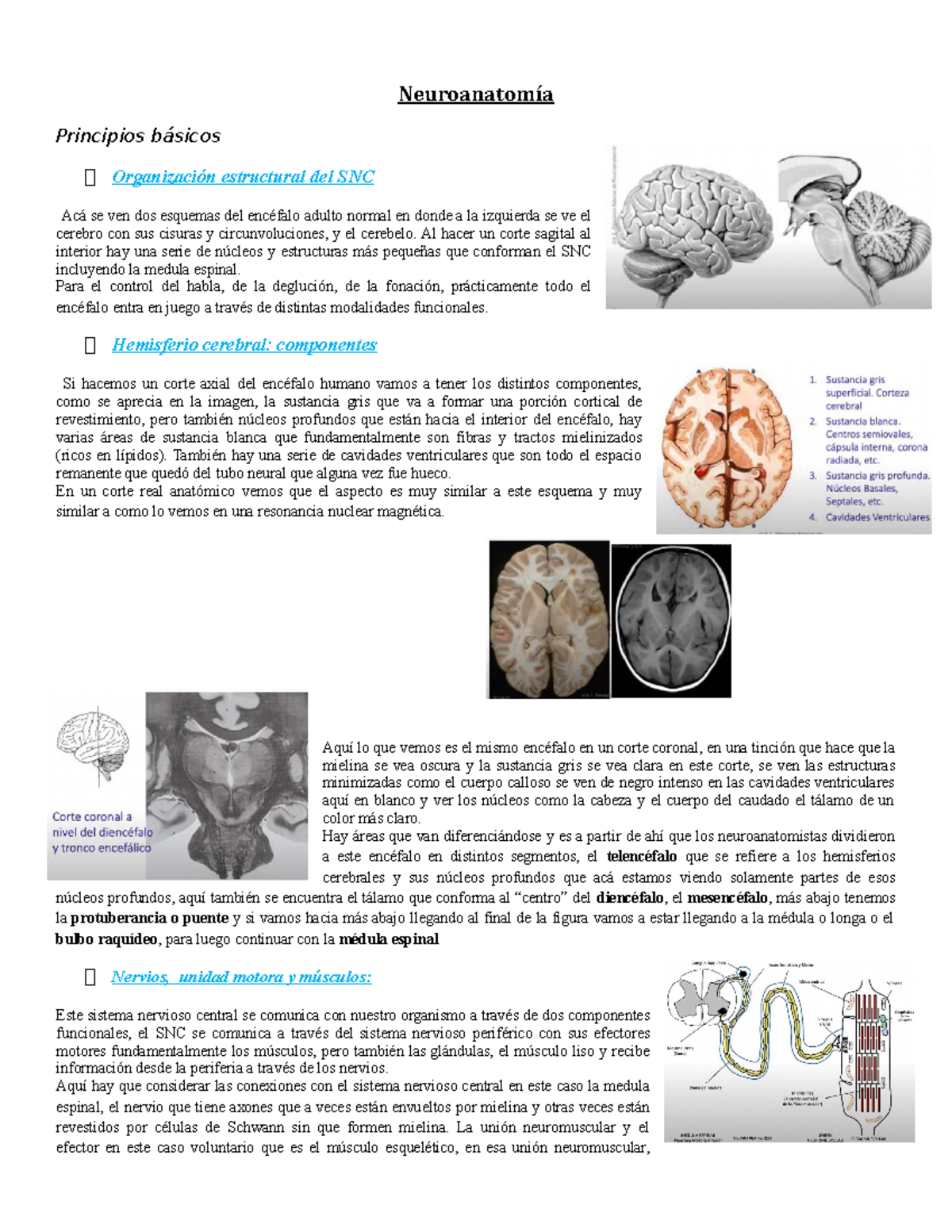 Clase 1 Neuroanatomia Neuroanatomía Principios Básicos