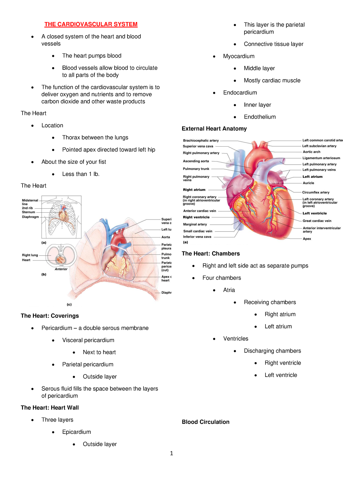 THE Cardiovascular System - THE CARDIOVASCULAR SYSTEM A closed system ...