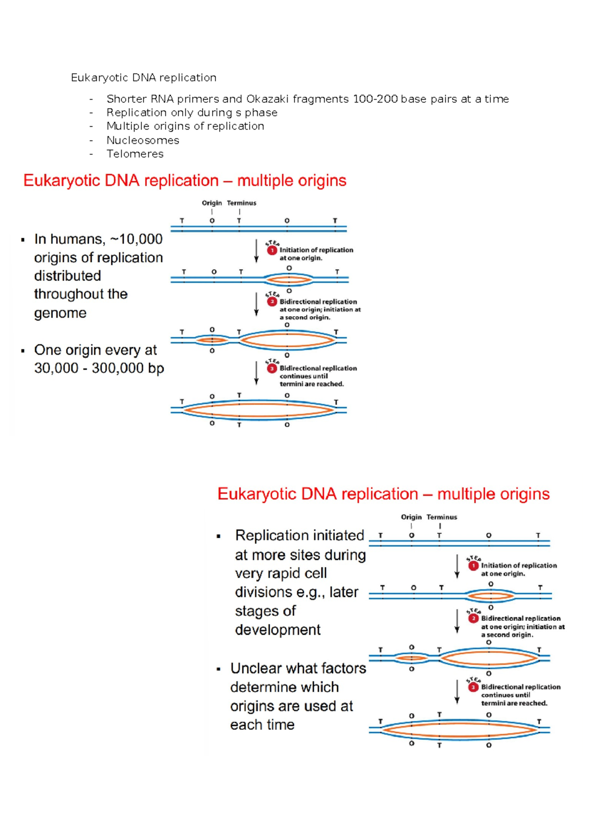 Eukaryotic DNA replication - 1024SCG - Studocu