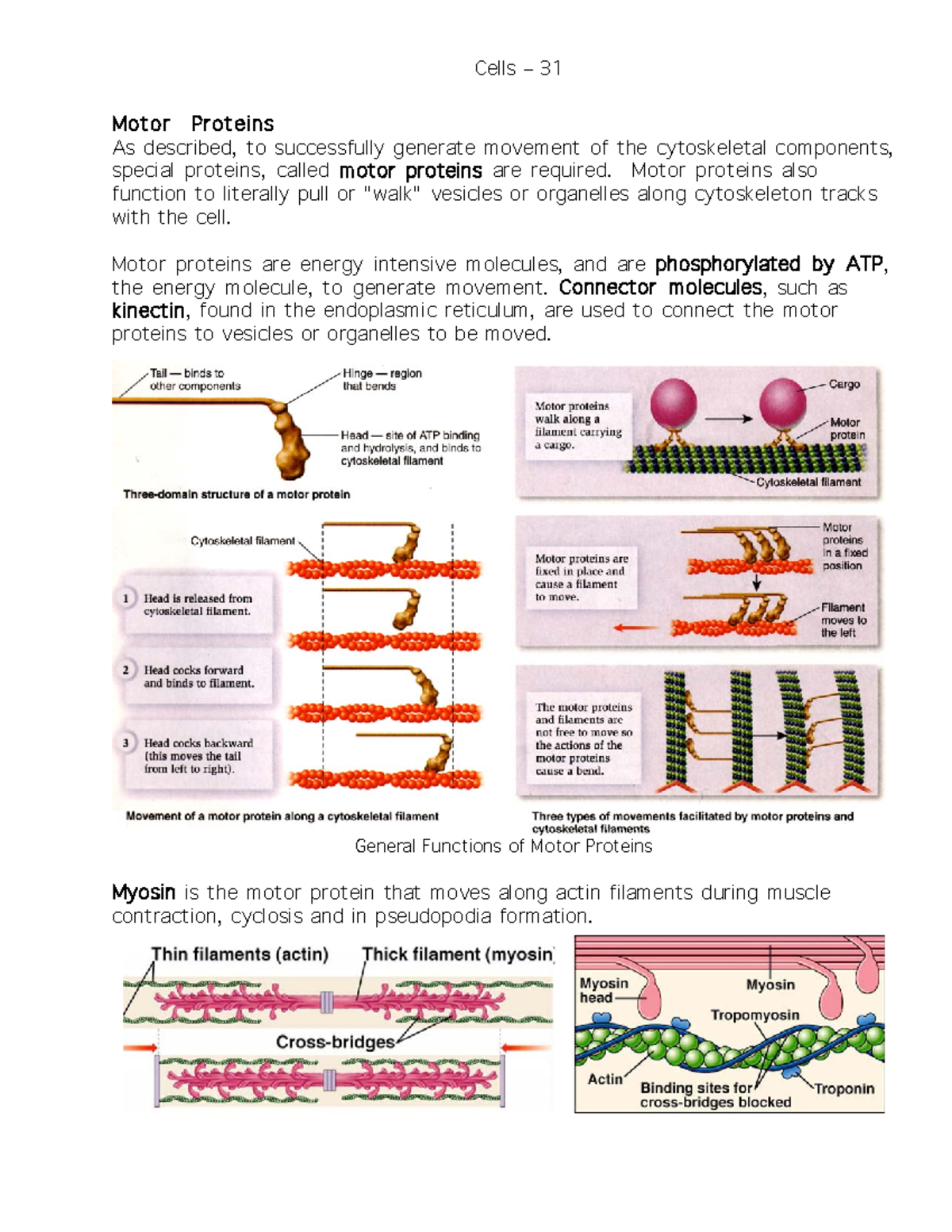 Cells notes-7 - Motor Proteins As described, to successfully generate ...