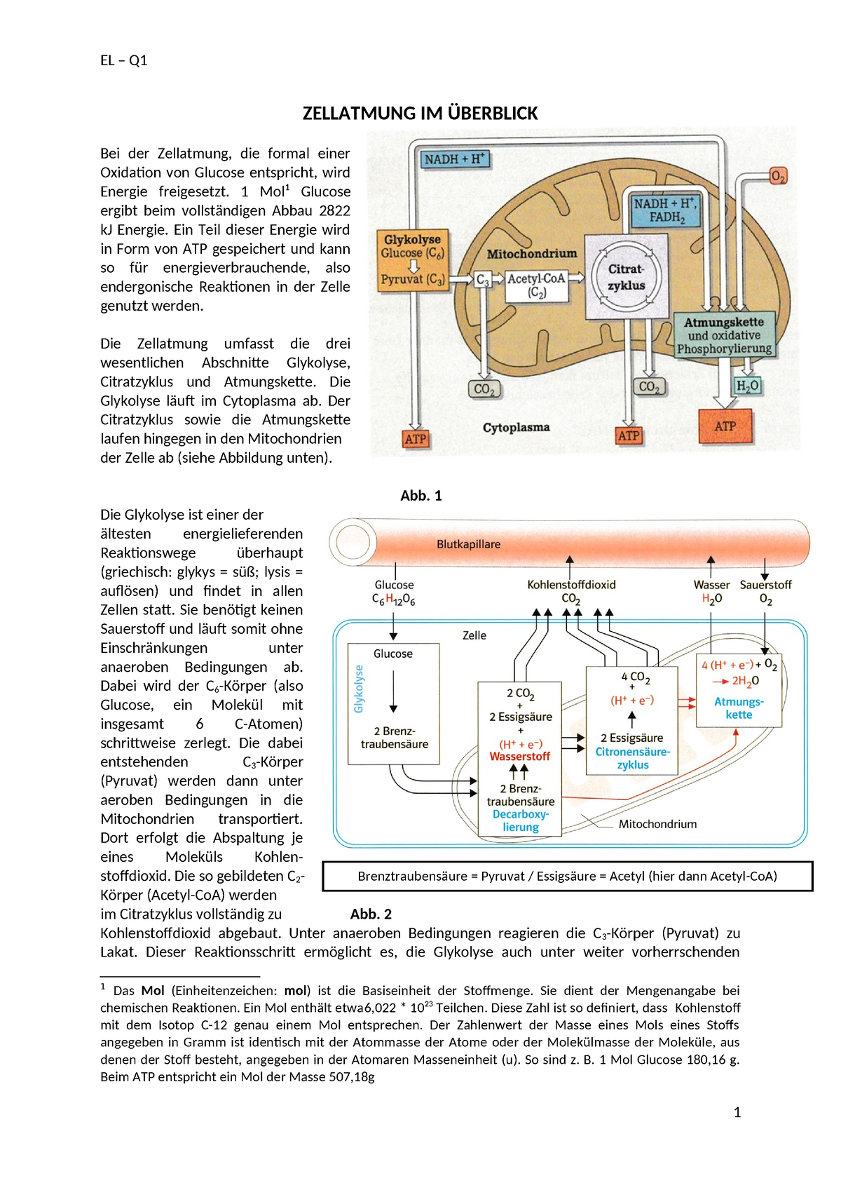 03a Zellatmung Im Überblick & Ablauf Der Glykolyse - ZELLATMUNG IM ...