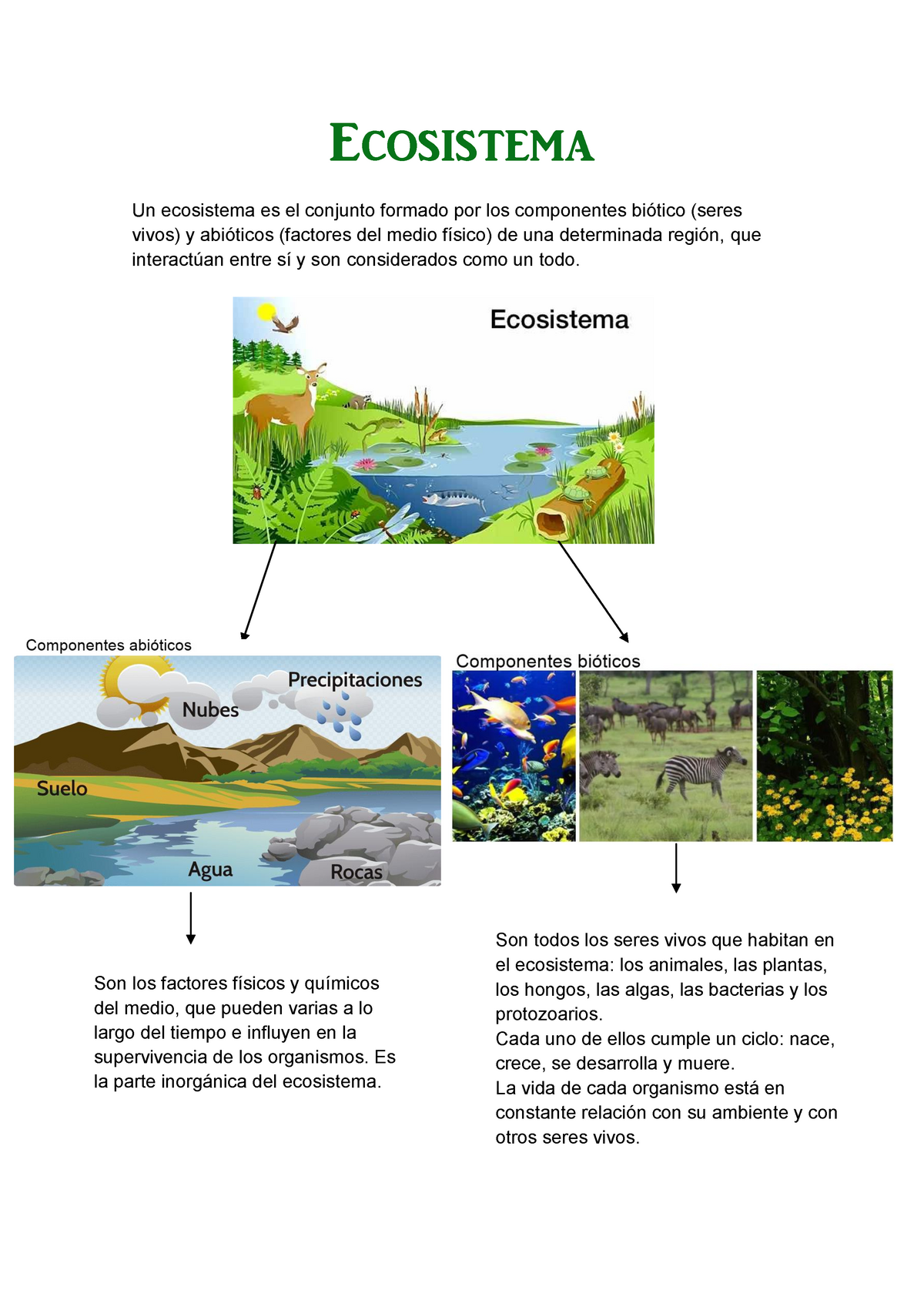 Concepto y clasificación de los ecosistema Ecosistema Un ecosistema es el conjunto formado por