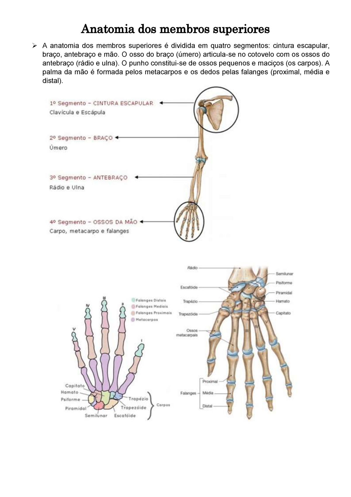 Anatomia dos membros superiores - O osso do braço (úmero) articula-se no  cotovelo com os ossos do - Studocu