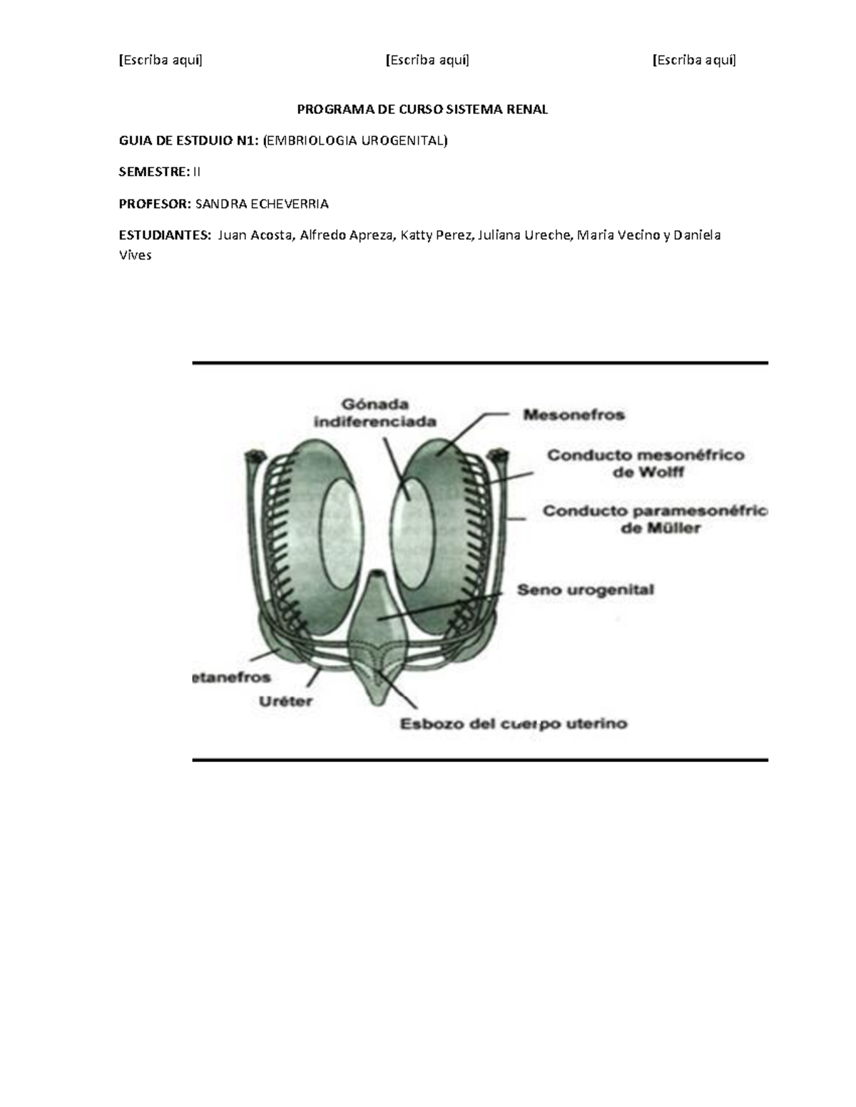 GUIA N2 DE Embriologia Genital - Sistema Renal - UCC - Studocu