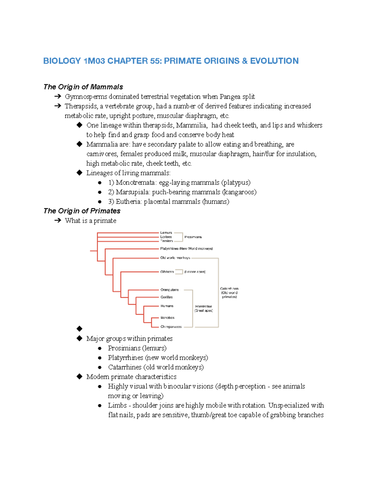Biology 1M03 Chapter 55 Primate Origins + Evolution - BIOLOGY 1M03 ...