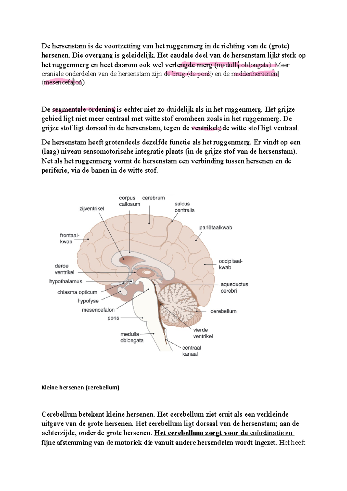 Anatomie Hersenen CVA - De Hersenstam Is De Voortzetting Van Het ...