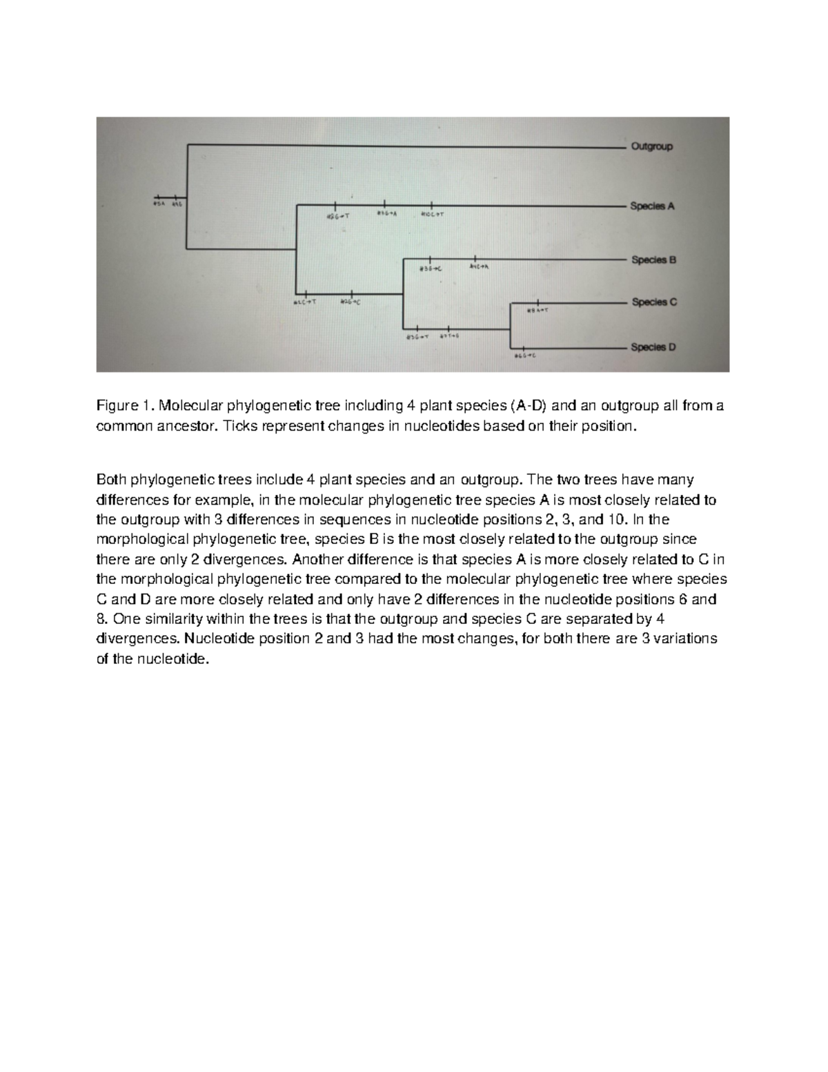 Figure 1 - Graph and writing - Figure 1. Molecular phylogenetic tree ...
