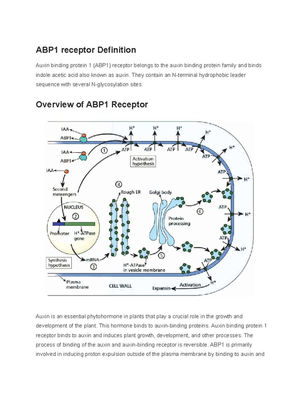 Biology (20) ABP1 receptor Definition Auxin binding protein 1 (ABP1) receptor belongs to the