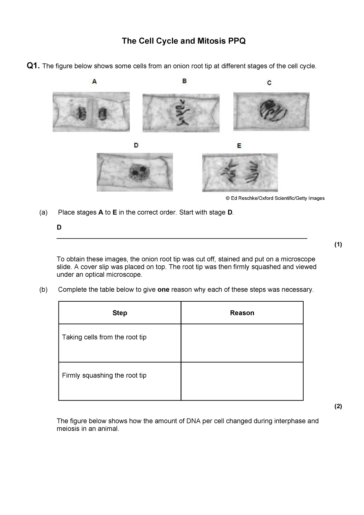 The Cell Cycle and Mitosis PPQ - The figure below shows some cells Throughout Onion Cell Mitosis Worksheet Answers