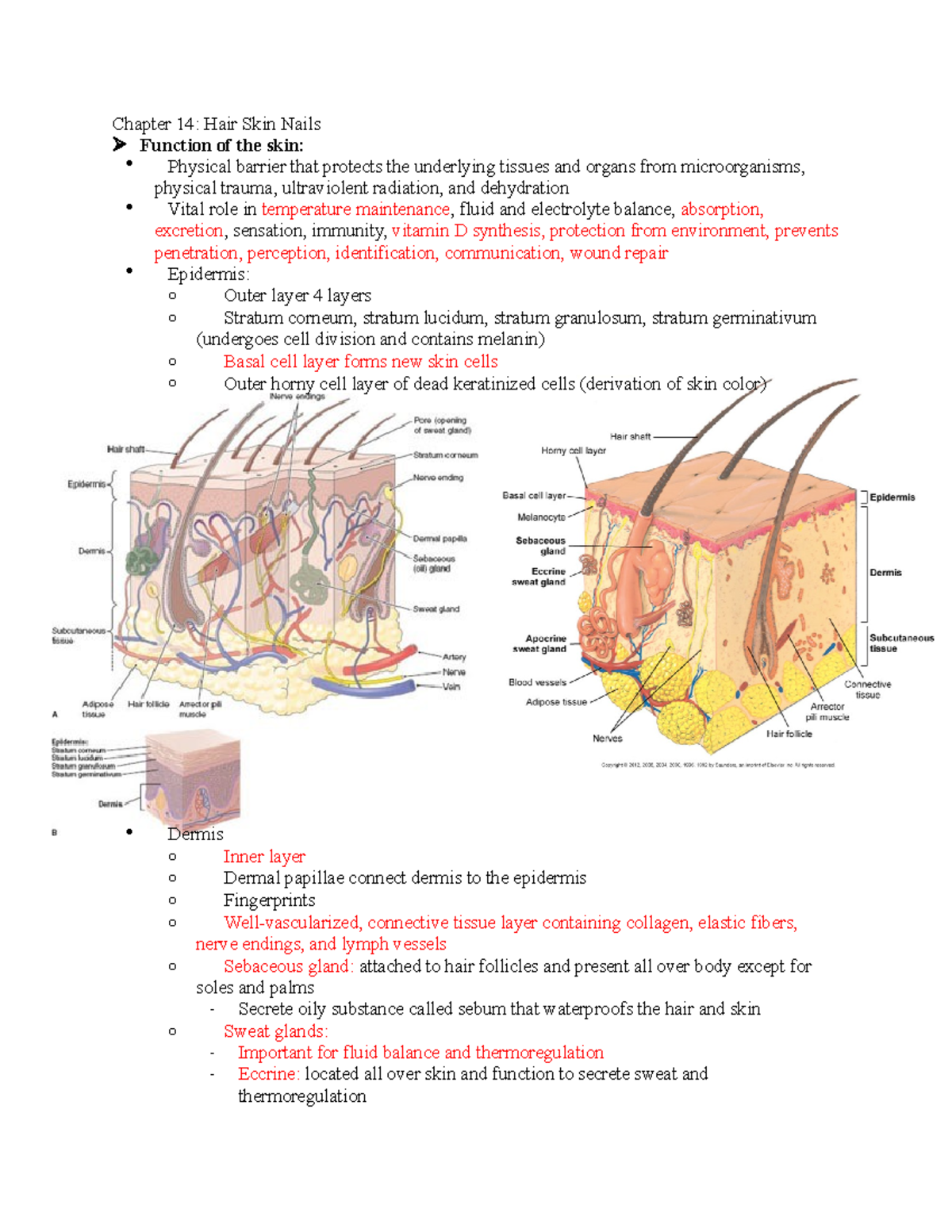 HA - exam 1 blueprint - Chapter 14: Hair Skin Nails Function of the ...