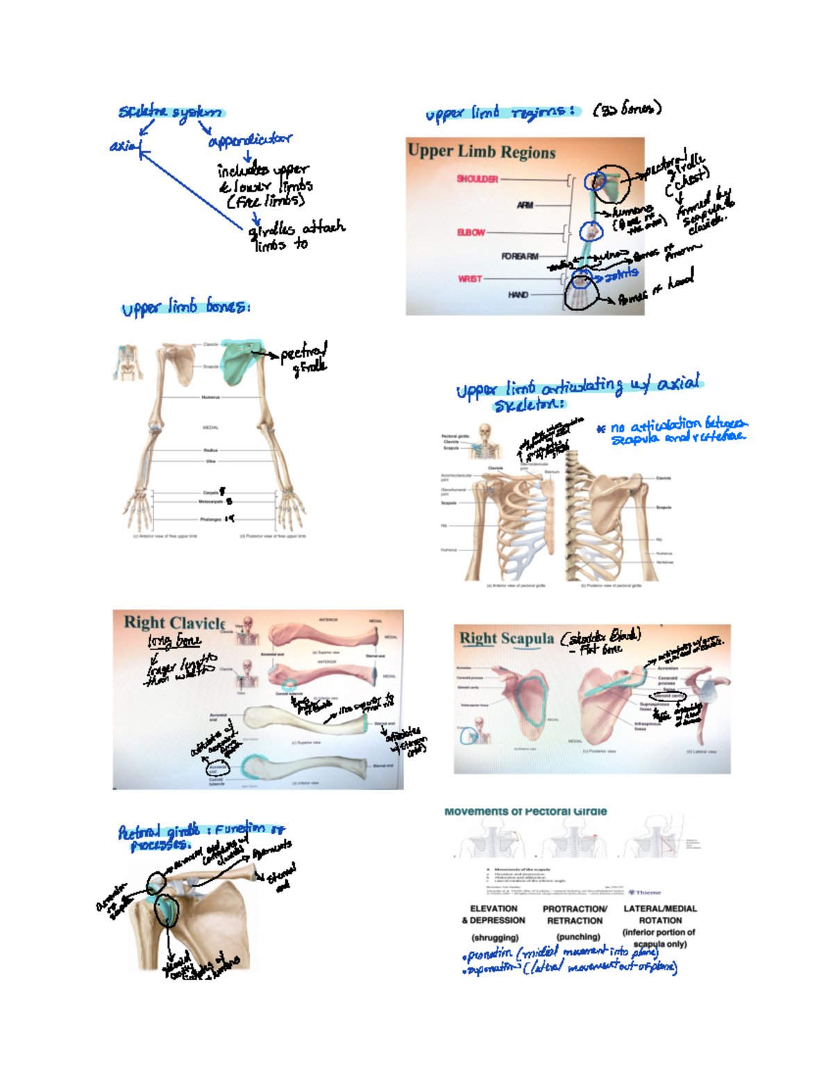 Chap 8- skeletal muscle (upper limb & lower limb) - Skeleton system ...