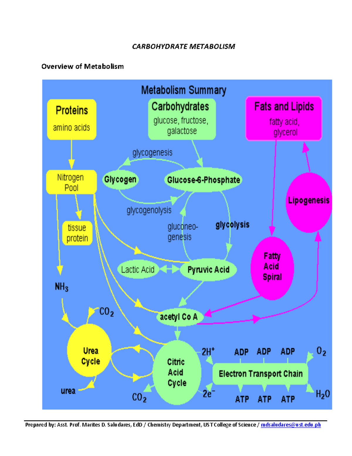 Lec Notes - Carbohydrate Metabolism (Glycolysis, Kreb Cycle, ETC ...