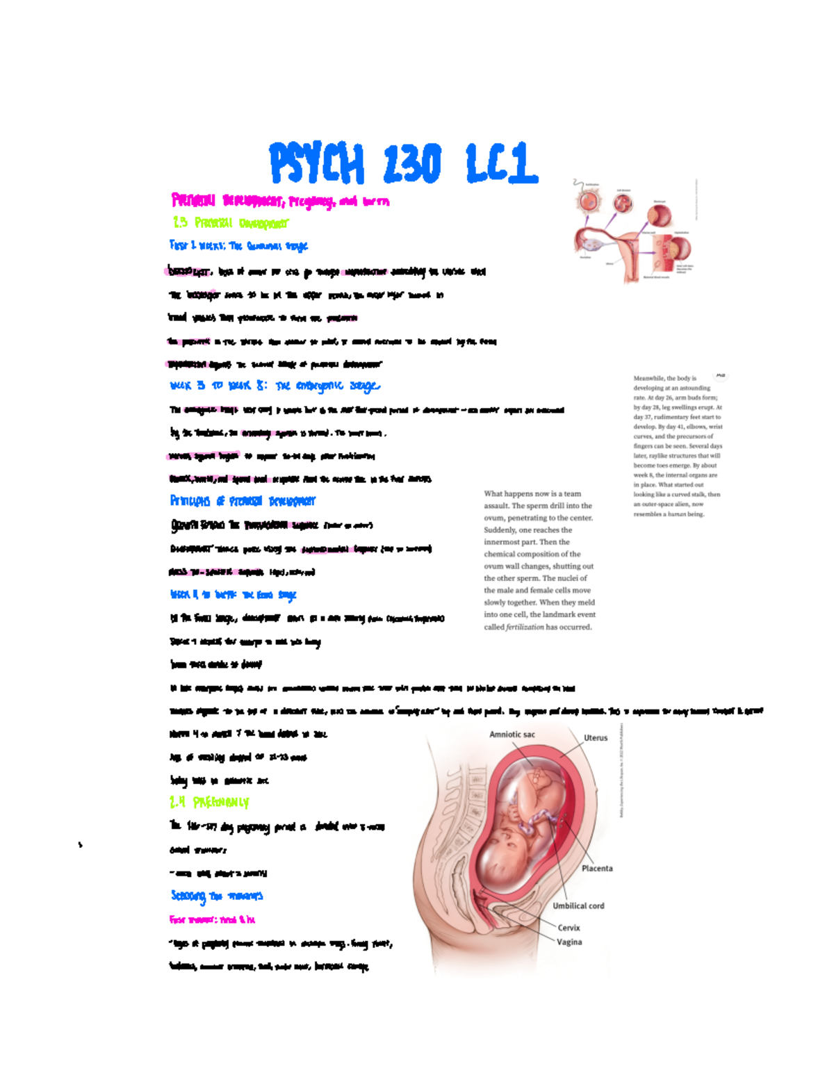 Psy 230 chp 2 - genetic disorders - 230 LC 1 Prenatal ...