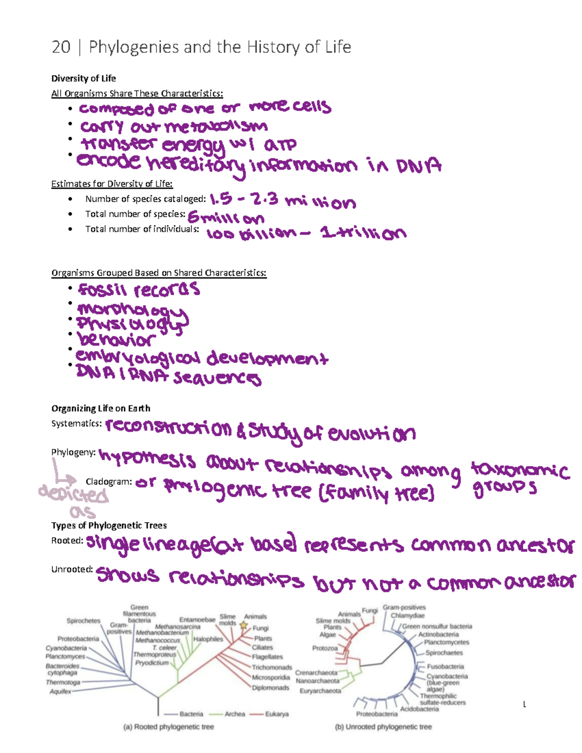 Bio 2130- Chapter 20 - ####### 20 | Phylogenies And The History Of Life ...