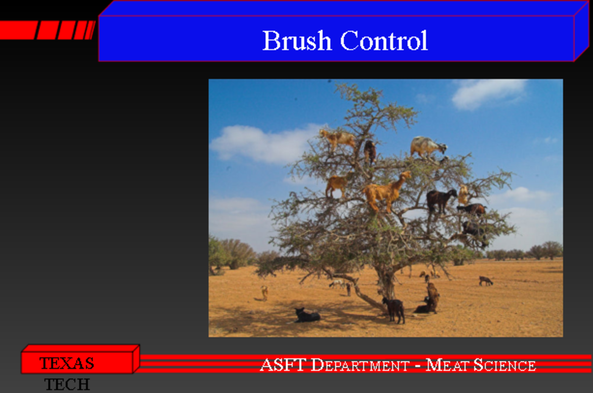 1401 Goats Lecture ppt part 1 Brush Control TEXAS ASFT DEPARTMENT