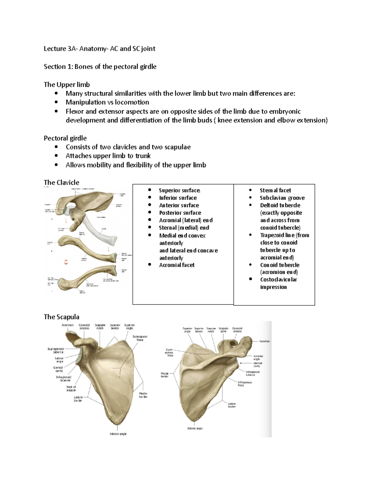 Lecture 3a and b- SC, AC, and GHJ -Anatomy II - Lecture 3A- Anatomy- AC ...