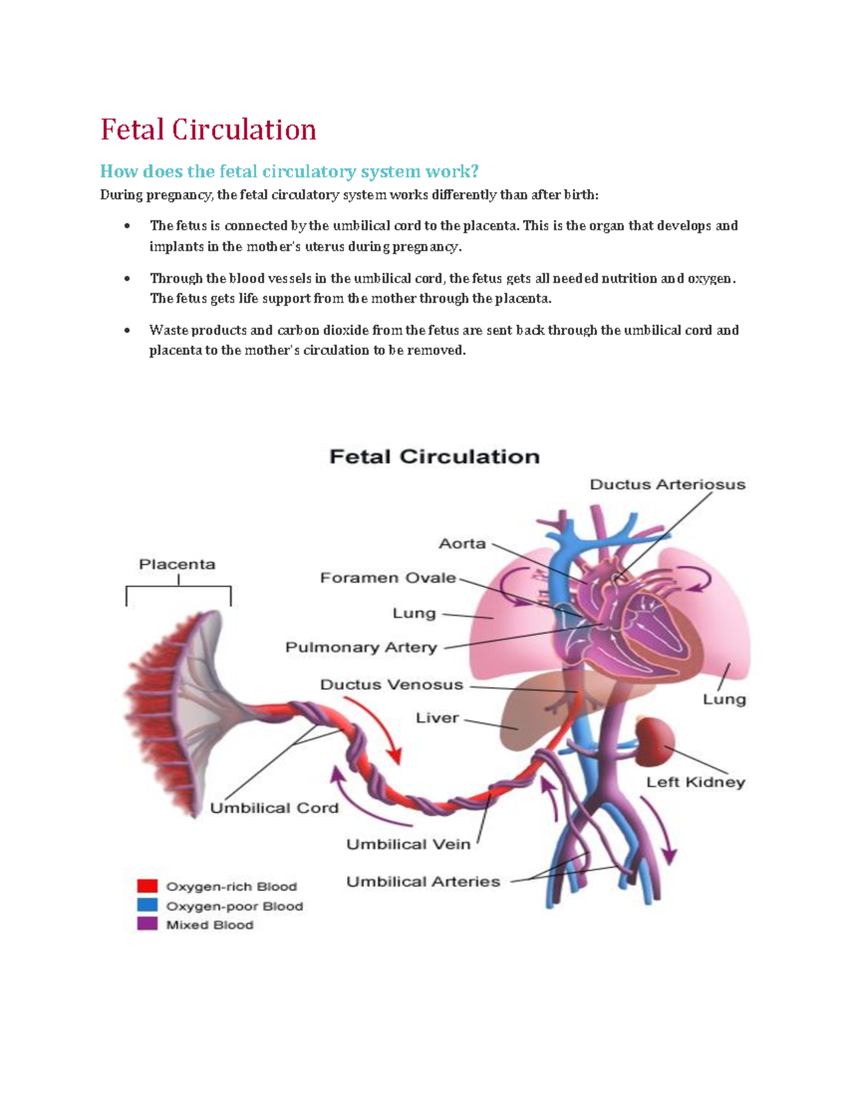 Fetal-Circulation - Fetal - Fetal Circulation How does the fetal ...