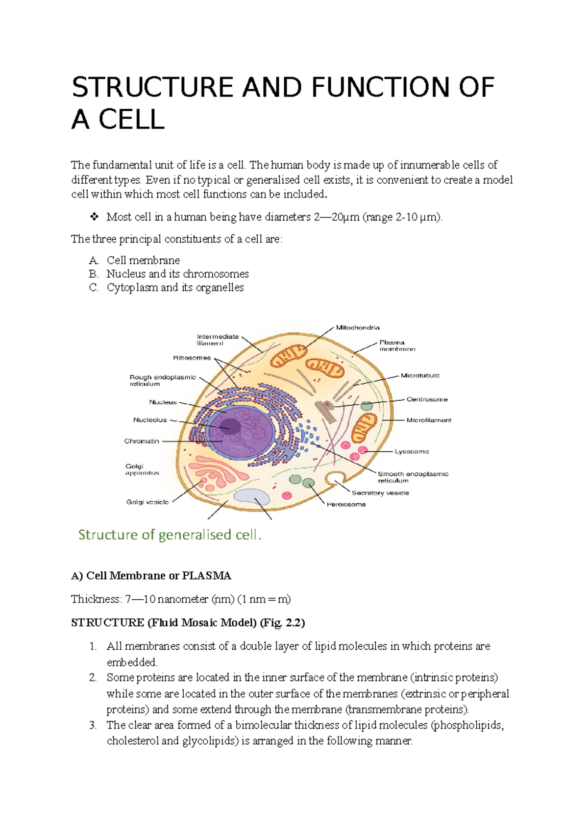 structure-and-function-of-a-cell-structure-and-function-of-a-cell-the