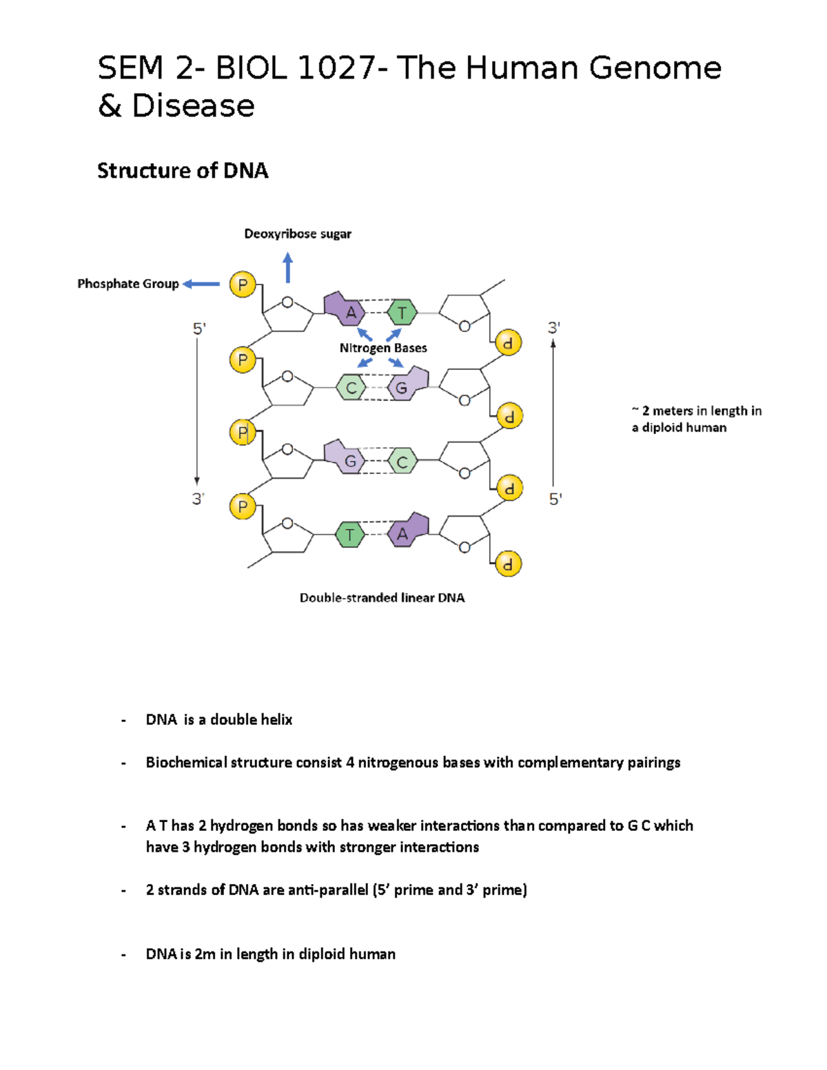 Sem 2 Human Genome lecture 1 notes - & Disease Structure of DNA DNA is ...