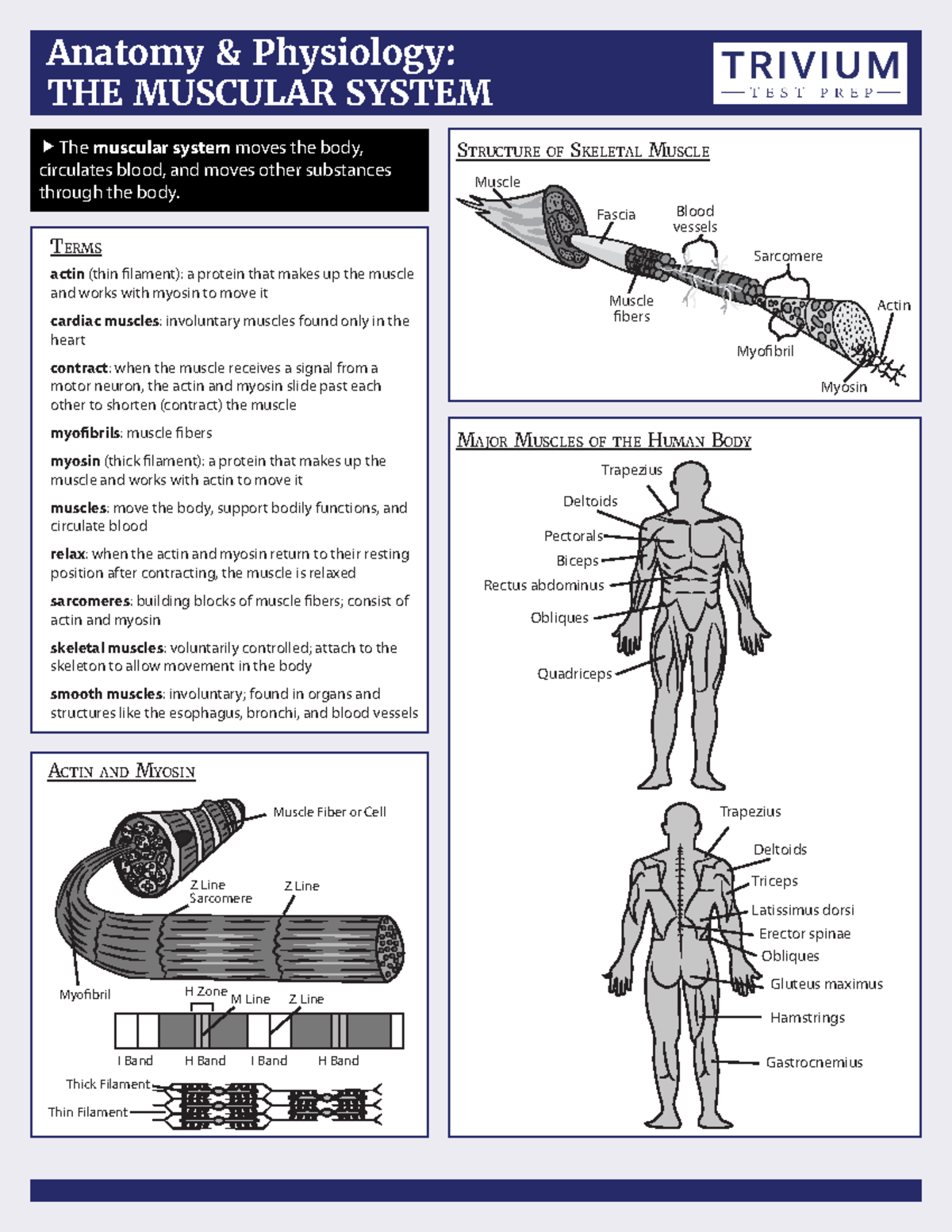 Muscular System - Anaphy Cheat Sheet (terms) - Anatomy And Physiology ...