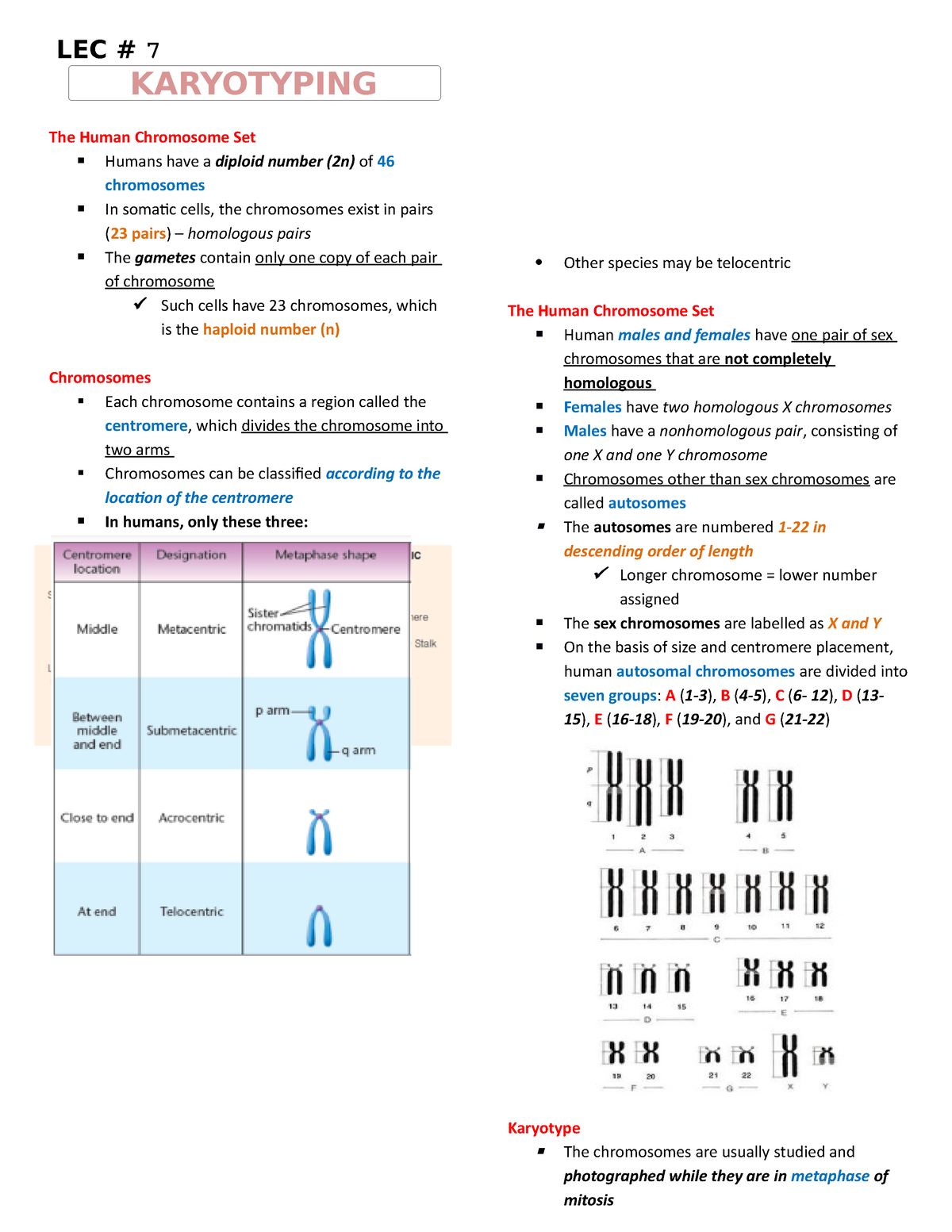 #12 - Karyotyping - LEC # 7 KARYOTYPING The Human Chromosome Set Humans ...