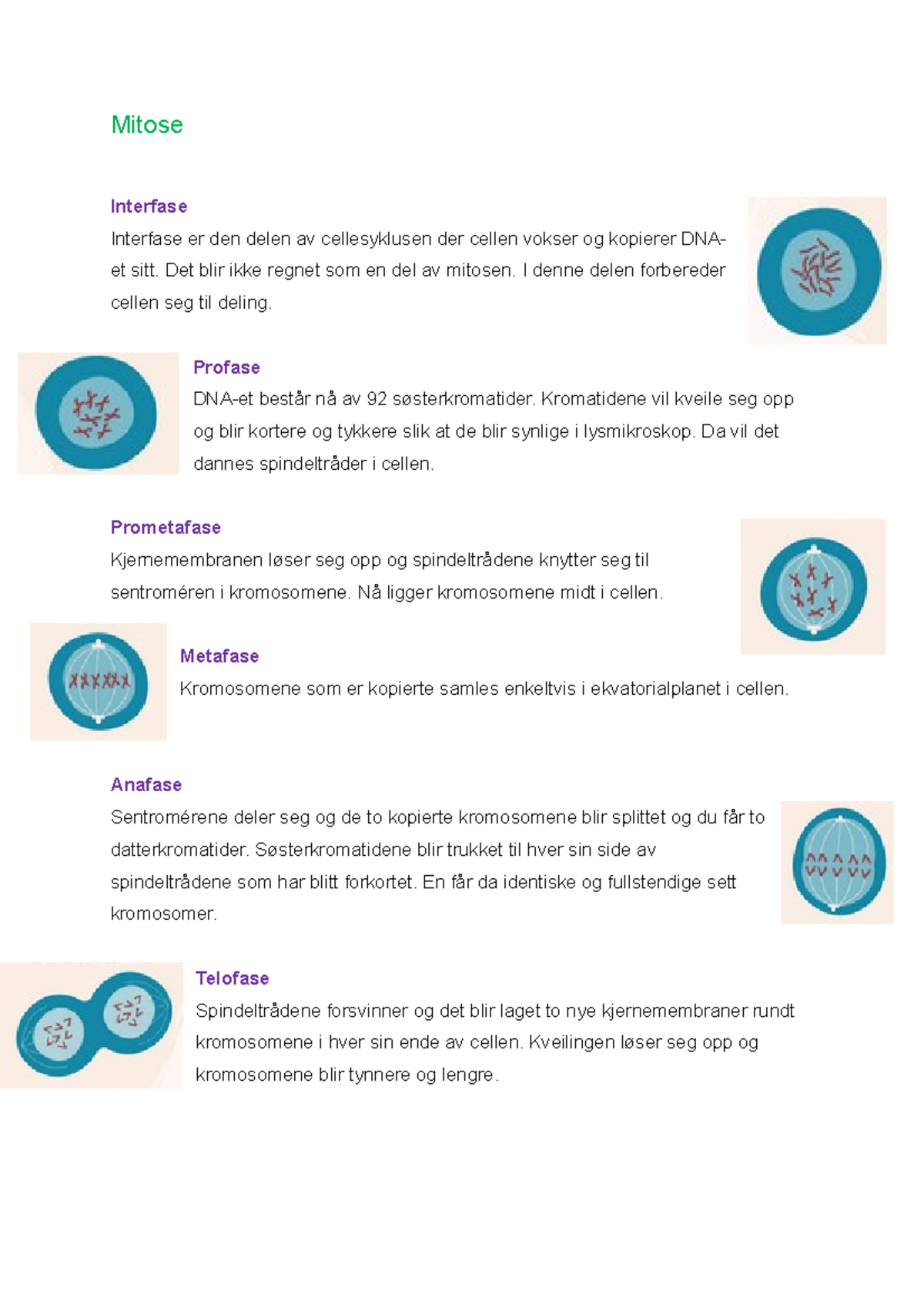 Mitose Biologi 2 Vg3 Mitose Interfase Interfase Er Den Delen Av 