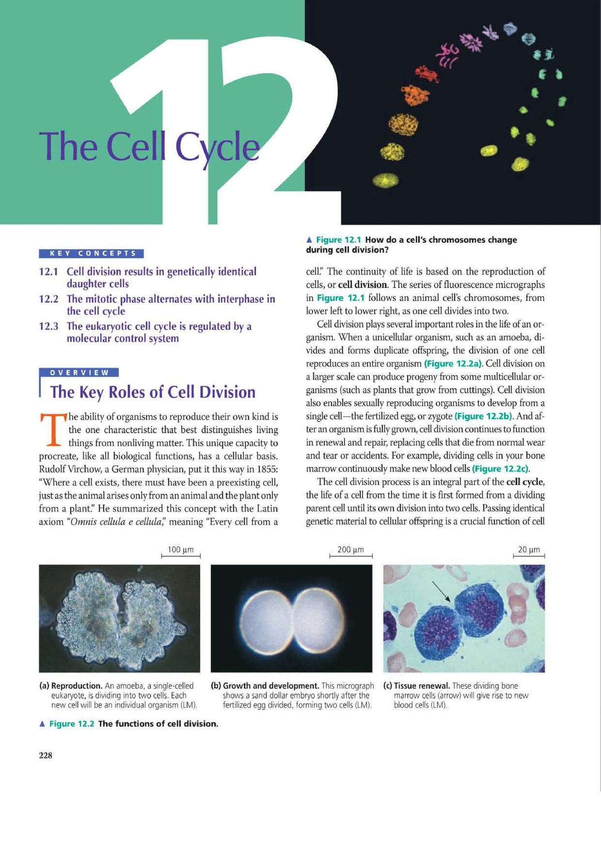 The Cell Cycle - Biology - Studocu