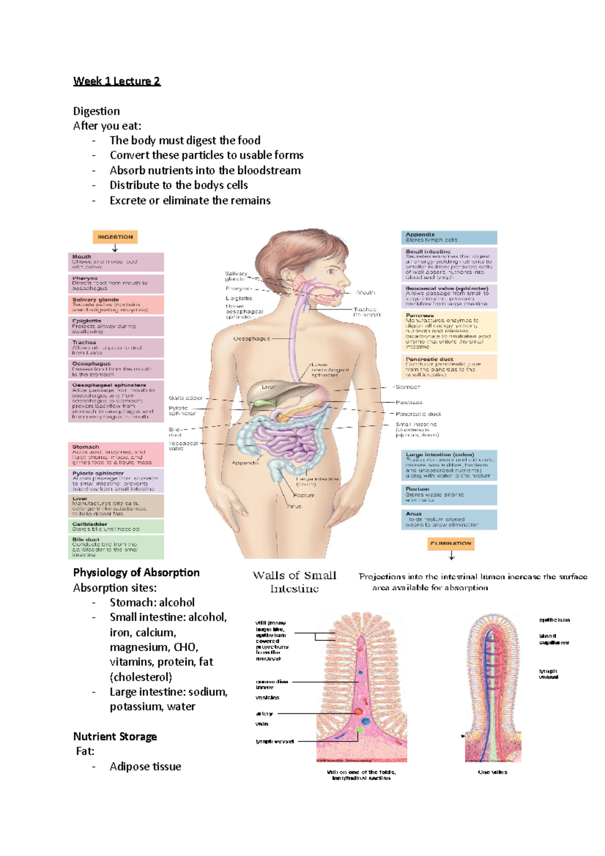 Summary Edited - Includes digestion, nutrition, - Week 1 Lecture 2 ...
