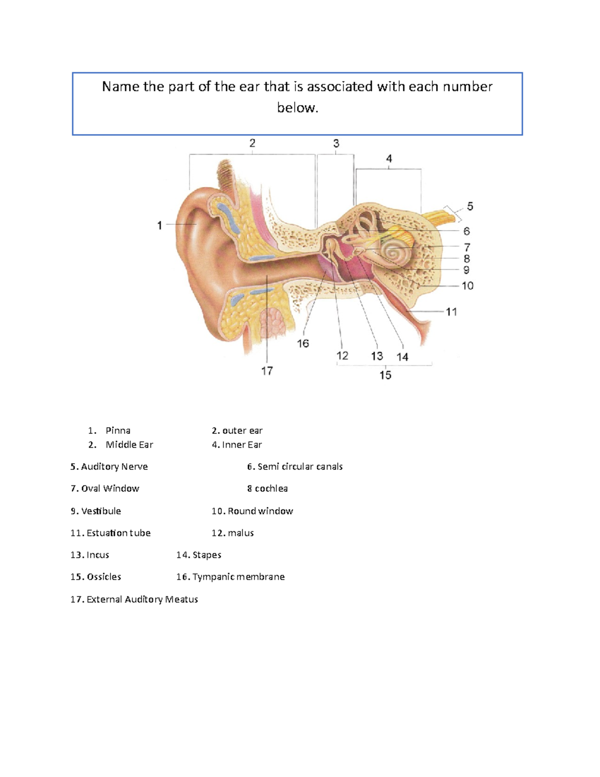 Anatomy, Physiology and Disorders Questions Pinna 2. outer ear Middle Ear 4. Inner Ear