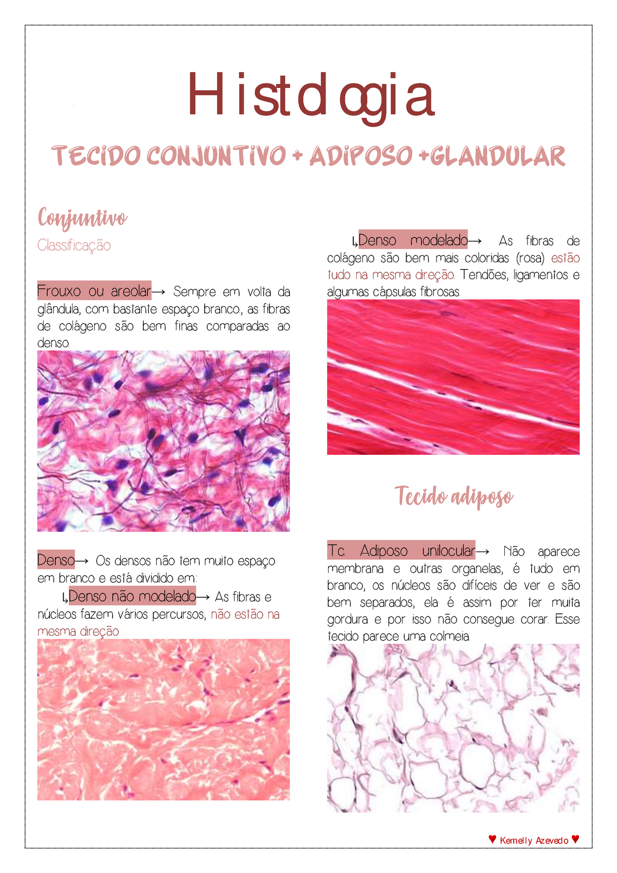 Tecido Conjuntivo Adiposo Glandular Studocu