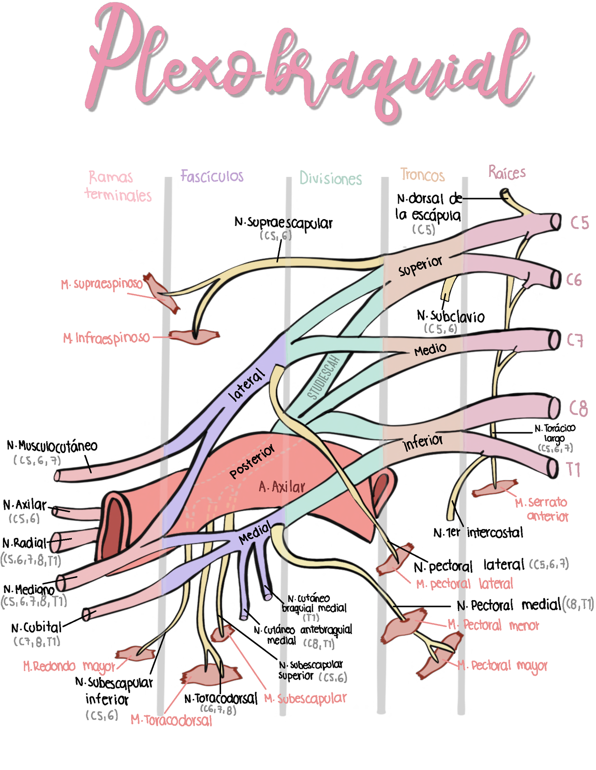 Plexo Braquial - Ramas Fascículos Divisiones Troncos Raíces Terminales ...