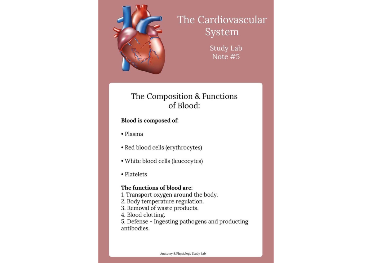 Learning With Anatomy Bsc 216 Studocu Learning With Anatomy Bsc 216 Studocu