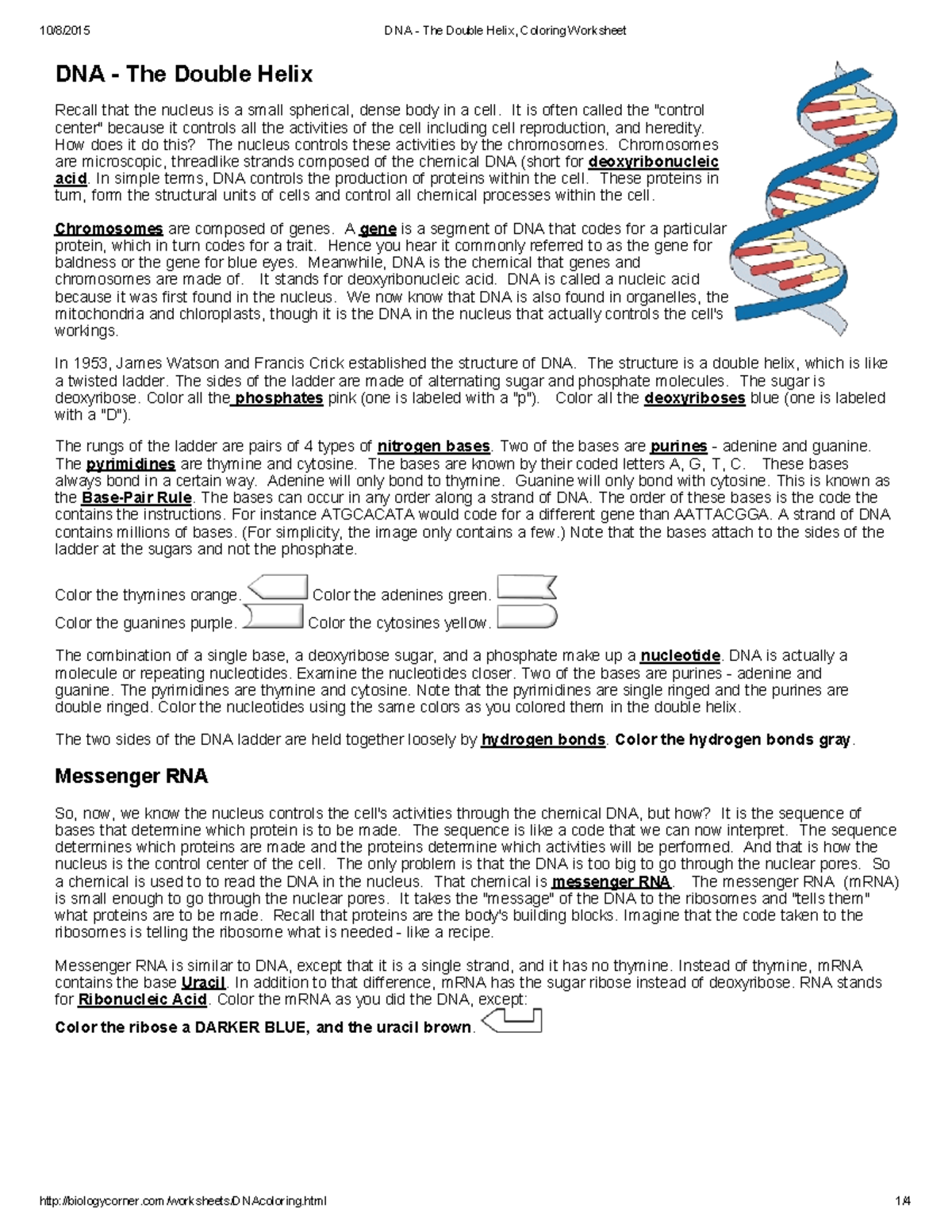 Kami Export Camille Mc Eachern DNA The Double Helix Coloring Worksheet DNA The Double
