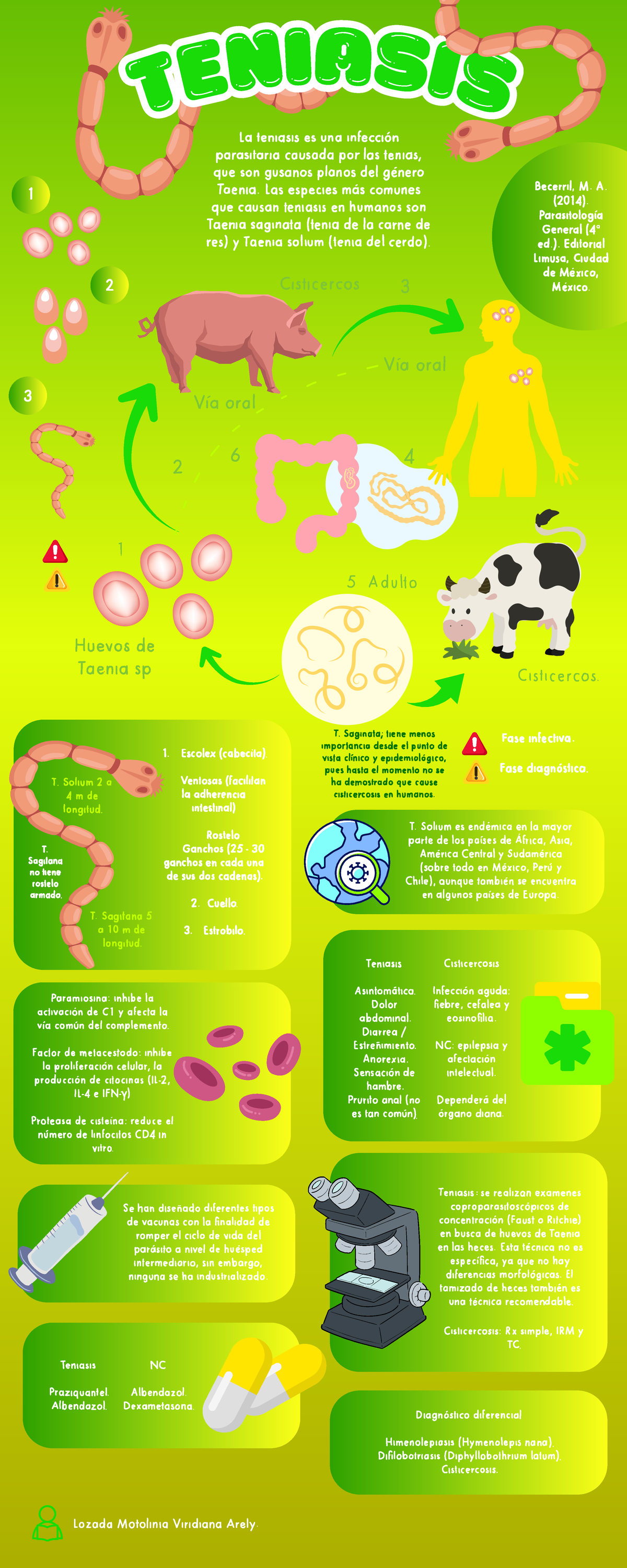 Teniasis - Ciclo biológico - T E N IAS IS T E N IAS IS ####### La ...