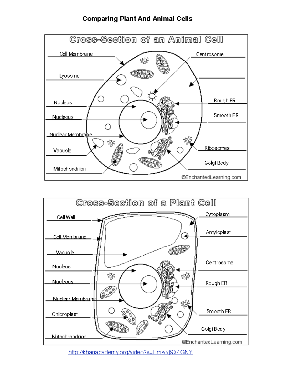 Plant%20Animal%20Cell%20Diagrams - Comparing Plant And Animal Cells ...