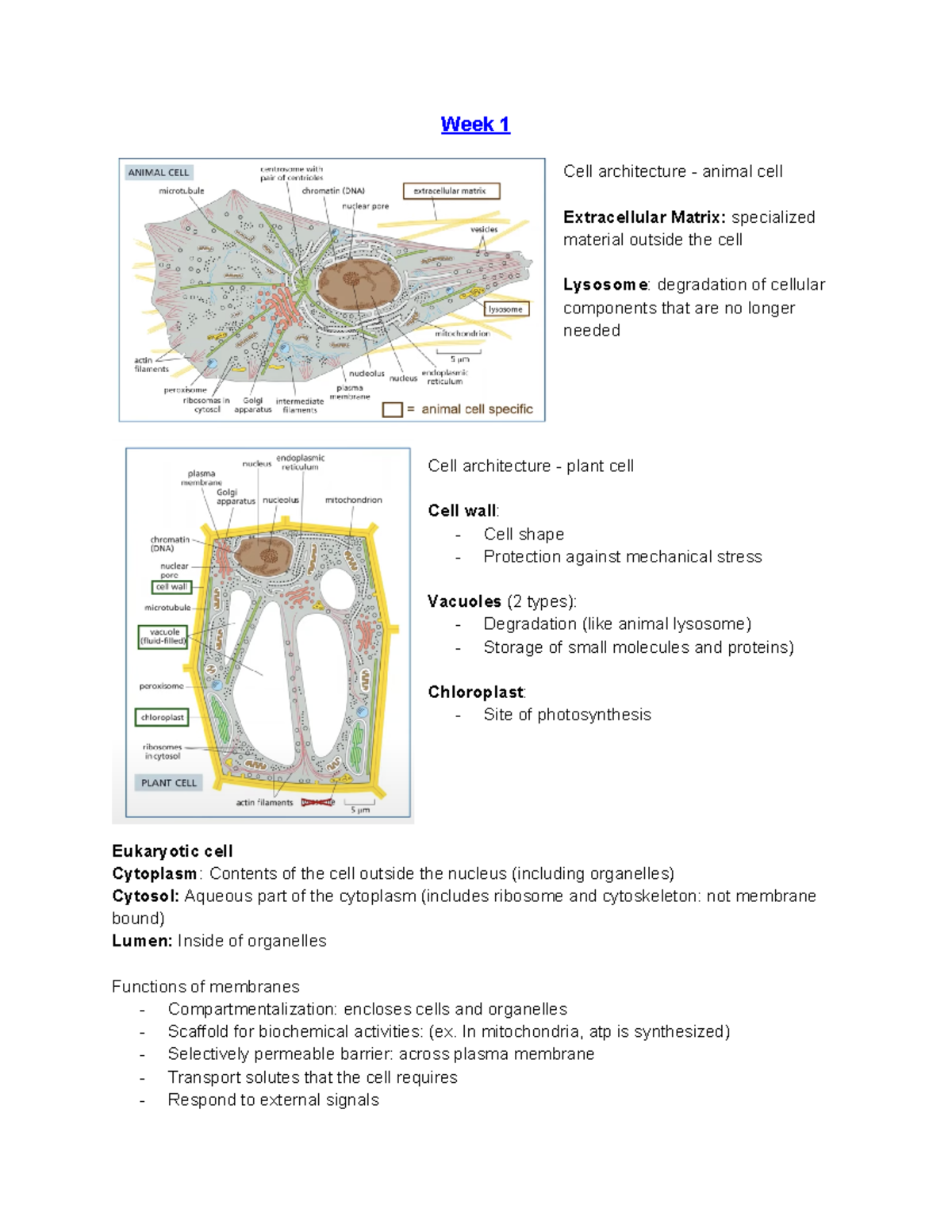 Bio Notes 2 - Week 1 Cell architecture - animal cell Extracellular ...