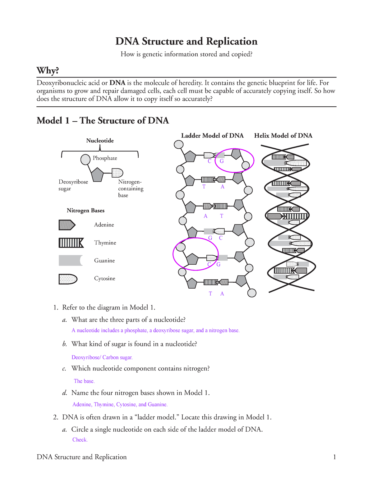 Kami Export - Zachary Moran - Kami Export - 21 DNA Structure and Intended For Dna Replication Worksheet Answer Key