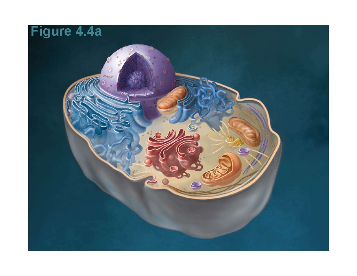 Blank Cells to Label bio 2112 Figure 4 Studocu