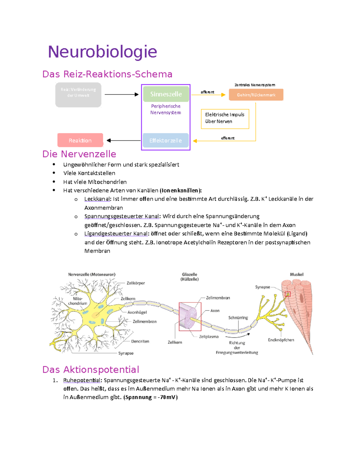 Neurobiologie - Neurobiologie Das Reiz-Reaktions-Schema Die Nervenzelle ...