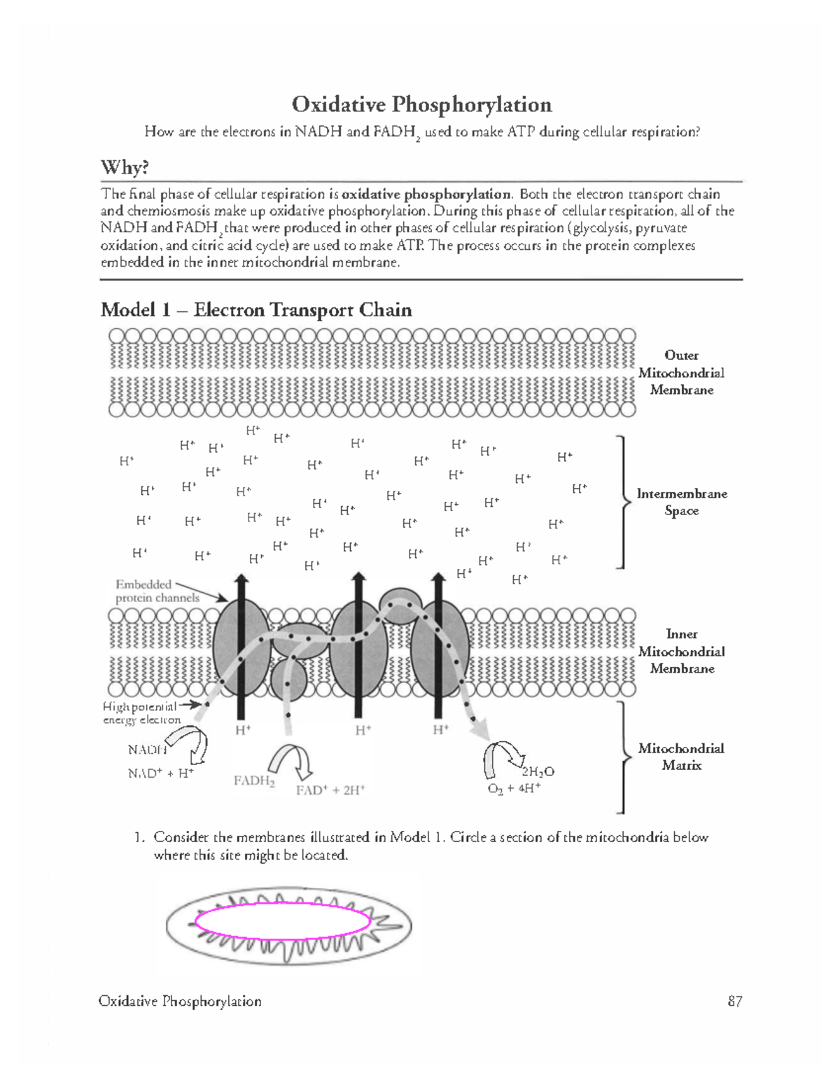 BIO181+Oxidative+Phosphorylation+and+ETC+Worksheet Studocu