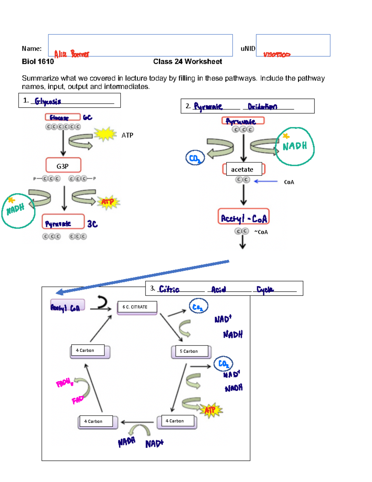 Class+24+Worksheet+S24 - Name: uNID Biol 1610 Class 2 4 Worksheet ...