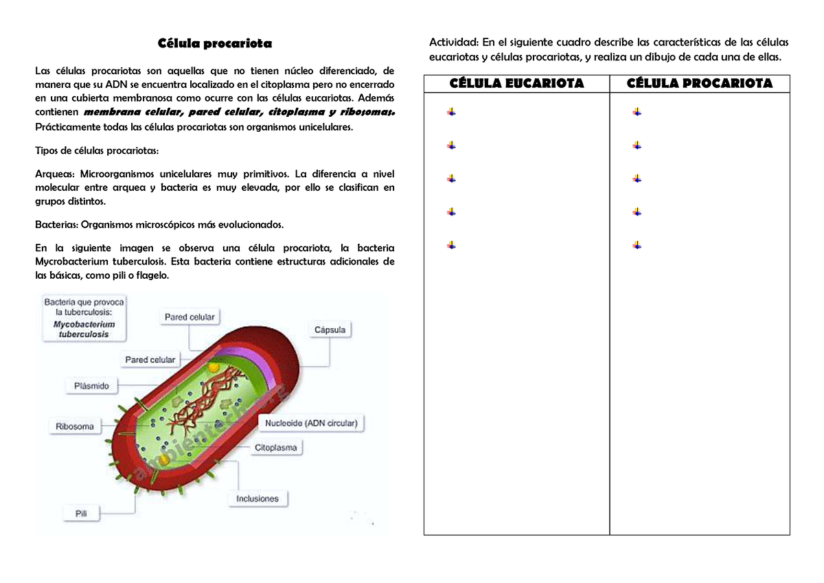Célula procariota - FICHA INFORMATIVA - CÈlula procariota Las cÈlulas  procariotas son aquellas que - Studocu