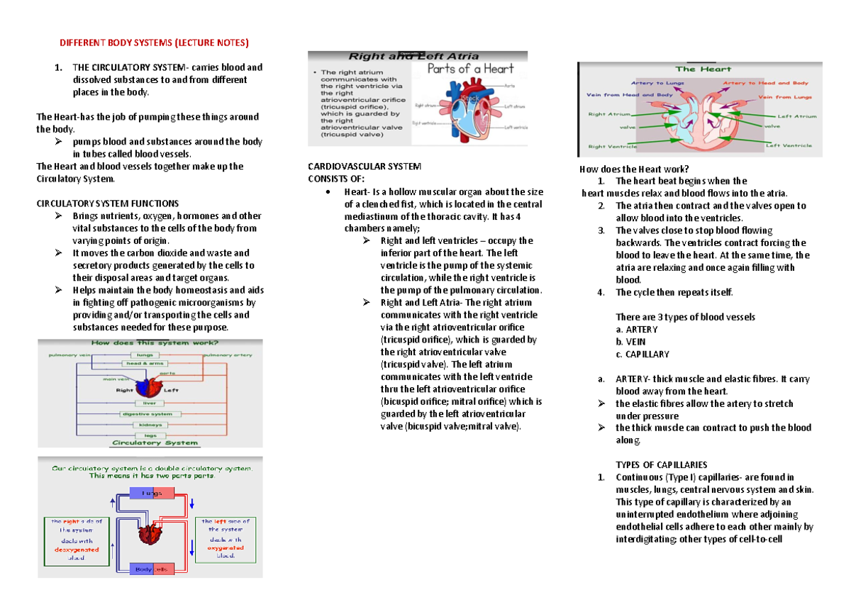 Different Body Systems ( Lecture Notes) - DIFFERENT BODY SYSTEMS ...