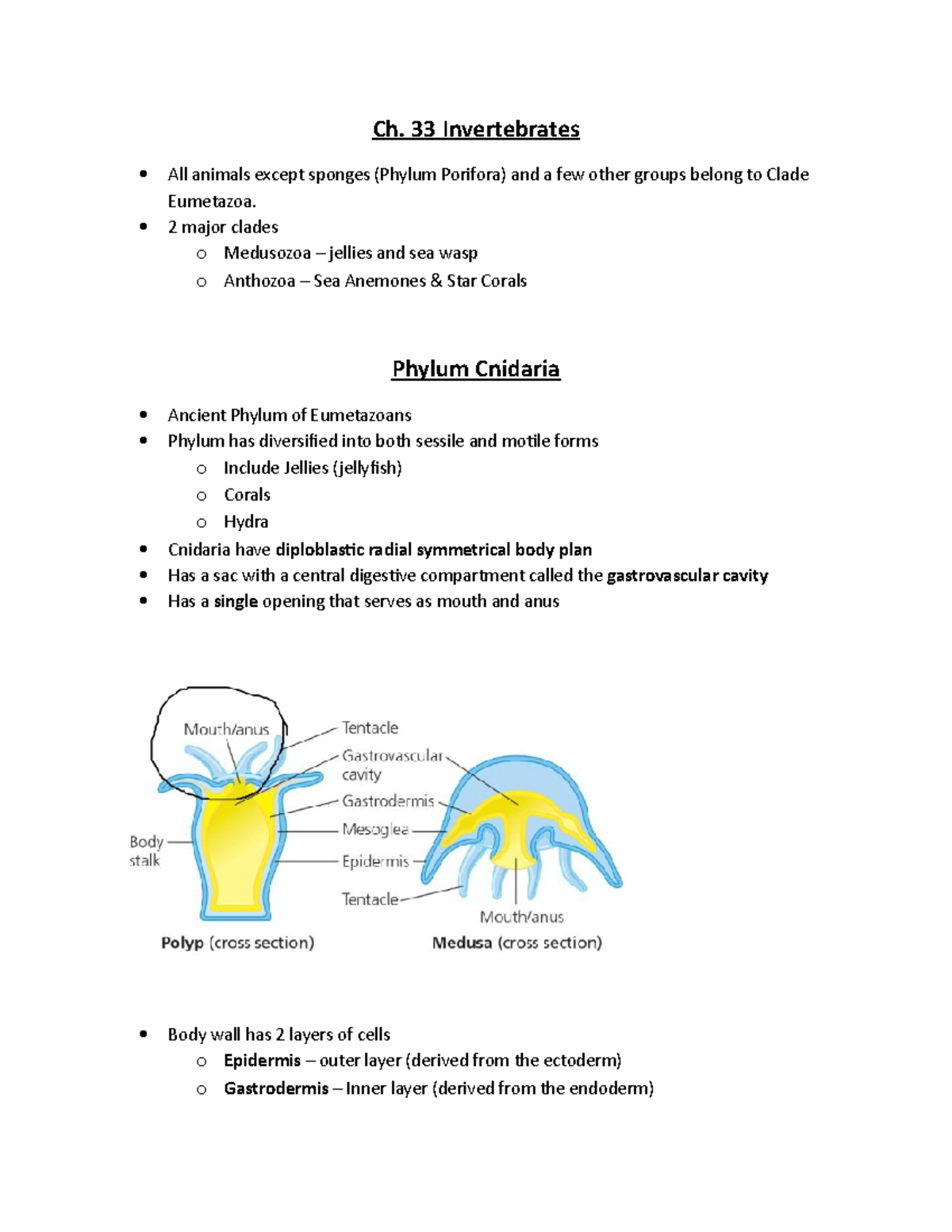 Chapter 33 Notes - Ch. 33 Invertebrates All animals except sponges ...