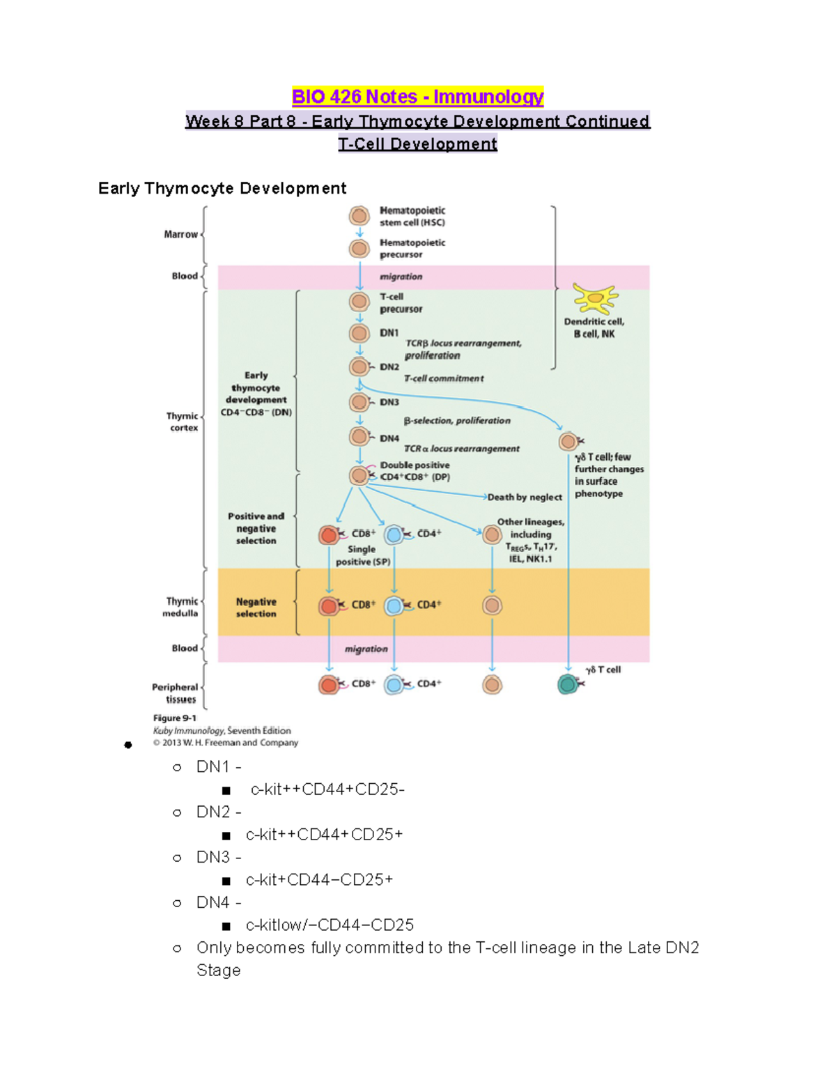 BIO 426 Week 8 Lecture Notes Part 8 - Early Thymocyte Development ...